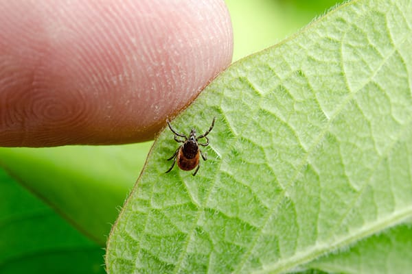 bug on a leaf
