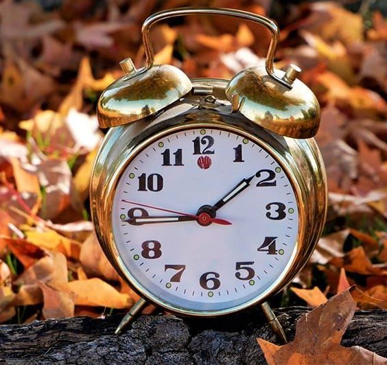 clock on log surrounded by orange leaves